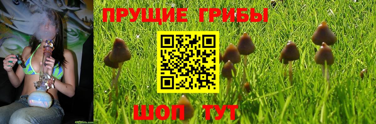 продажа наркотиков  Борзя  Галлюциногенные грибы GOLDEN TEACHER  Псилоцибиновые грибы ЛСД 